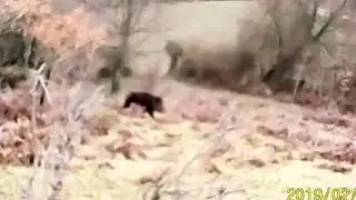 Muhteşem Domuz avı 2020 wild boar hunting#hunt #hunting #boar #wildboar #perfectshot #attackingboar