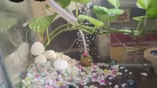 #Canister Fish Tank Water Filter# Spong, Carbon, Ceramic Ring, Bio ball.