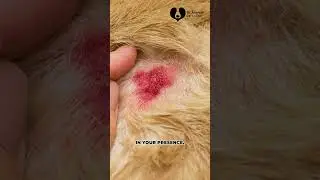 Rabies in Humans Part 2: Why Your Dog’s 3-4 Hour Adventure Could Be Dangerous