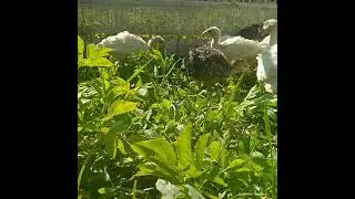 Индюшата белая широкогрудая.