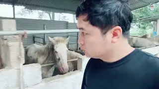 Transfer of red-eyed white horses to military camps in 2026.