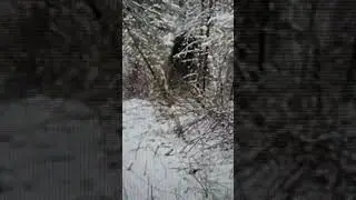 DOES BIGFOOT CLOAK WATCH THIS #bigfoot