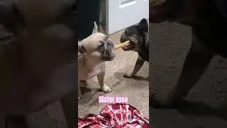 Just 2 sisters sharing a bone 🦴💞