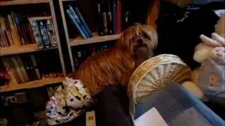 Doggie fail