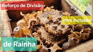 Precisei Salvar esta divisão de abelha uruçú nordestina adicionando uma Rainha 👑 