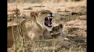 Such a lovely Lion Cub!