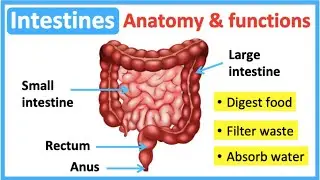 Intestine anatomy & function🤔 | Easy learning video