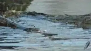 BBC - Natural World - Mississippi, Tales of the Last River Rat-2.avi