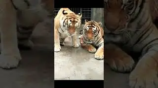 Tiger 239