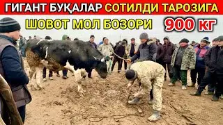 ХОРАЗМ МОЛ БОЗОРИ ГИГАНТ БУҚАЛАР СОТИЛДИ ҚАНЧАДАН? ШОВОТ ПИР МОЛ БОЗОРИ. 24-январь 2024 г.