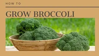 The Complete Guide to Growing Broccoli