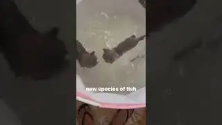 Just another cute video of kitten #shorts