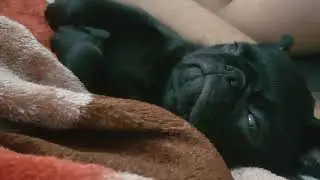 Pug horlaması - pug snoring -