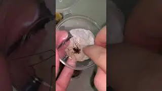 TERLIHAT MENYERAMKAN TERNYATA LABA LABA INI JINAK BANGET!