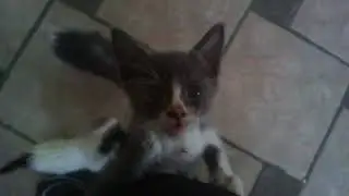 Adopta un Gatito Guadalajara Zapopan