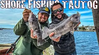 Catching Tautog from Shore for SASHIMI!!!