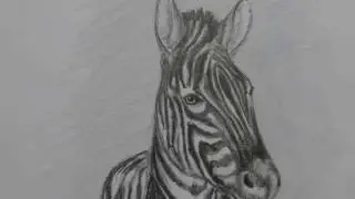 Zeichnung eines Zebra. Рисунок Зебры
