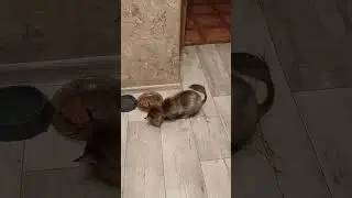чем больше миска - тем дальше грязь.