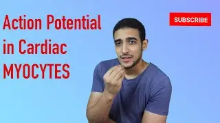 Cardiac myocyte Action potential  شرح بالعربي
