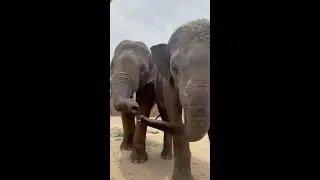 Vote for Toyota Elephant Passage! 🐘