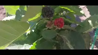 659.Мой маленький огород в августе 2024г🌿