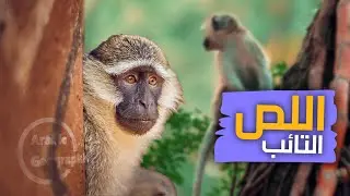 أسرار النسانيس : حياة برية , أكل وشرب , وأعداء مفقرسة