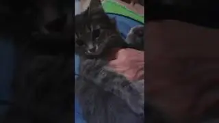Кошечка. Котики. Злая кошка.