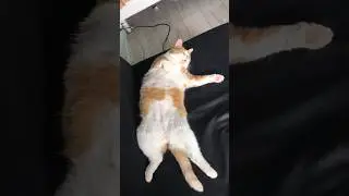 Как выдержать эту жару🙄 #котовлог #catshorts #catlover #funnycats