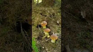 Mushrooms 2024 Eastern Europe 