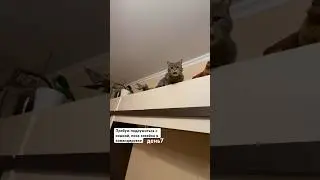 День7. Шок