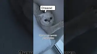 Как узнать настроение кошки по хвосту 
