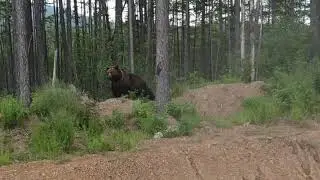 Медведица с медвежатами на трассе Лена