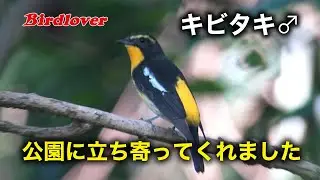 公園に立ち寄ってくれたキビタキ君