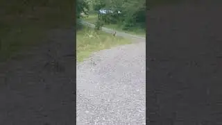 Cute Deer 🦌 😍