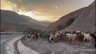troupeau de chèvres en retour à la bergerie !#maroc #travel #atlas