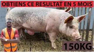 🚨 comment réussir un boost de croissance CHEZ LE PORC 🐷