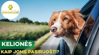 TOP patarimai prieš leidžiantis į kelionę su augintiniu