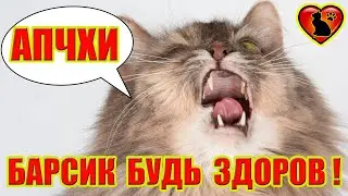 К чему Чихает Кошка или Кот?! Приметы и Суеверия!
