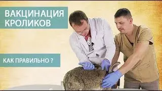 ВАКЦИНАЦИЯ КРОЛИКОВ (часть 3) \\ Как правильно делать прививки кроликам самостоятельно. Мастер-класс