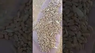 Wheat 🌾 Harvesting | Wheat Grain Size | Wheat 2025 