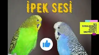 İpek sesi Muhabbet Kuşu Sultan papağanı Kadın Sesi ile Konuşturma Egzersizi I 2022