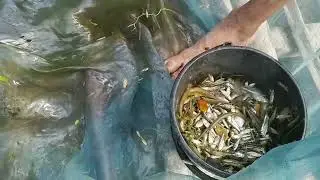 এর জন্যই গ্রামের জীবন এত সুন্দর সব কিছু তরতাজা পাওয়া যায় | village