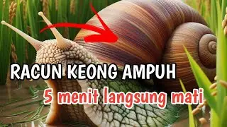 Invansi Keong Sawah : Strategi Ampuh Mengendalikan Hama.
