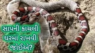 સાપની કાચલી ઘરમાં રાખવી જોઈએ?