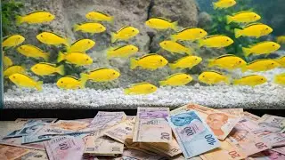 THE NUMBER OF YOUNG CICHLID FISH HAS INCREASED TO 800.