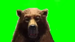 Green Screen Angry Grizzly Bear animated   with sound