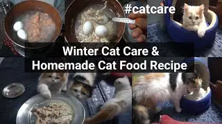 Winter's Main Cats Ki Care Kese Kare | Winter Care For Cats | Homemade Cat Food | Cat Ko Kya Khilaye