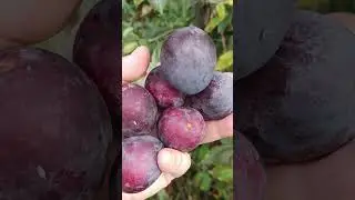 PLUM VARIETY VISION