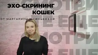 ЭХО-Скрининг кошек