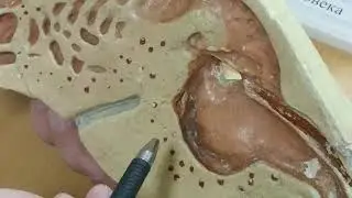 Наружное и внутреннее строение уха
